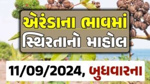 Eranda Price 11-09-2024 આજના એરંડા ના બજાર ભાવ gkmarugujarat.com