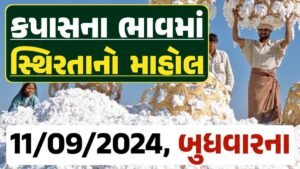 Cotton Price 11-09-2024 કપાસ બજાર ભાવ gkmarugujarat.com