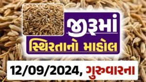 jiru Price 12-09-2024 આજના જીરૂ ના બજાર ભાવ gkmarugujarat.com