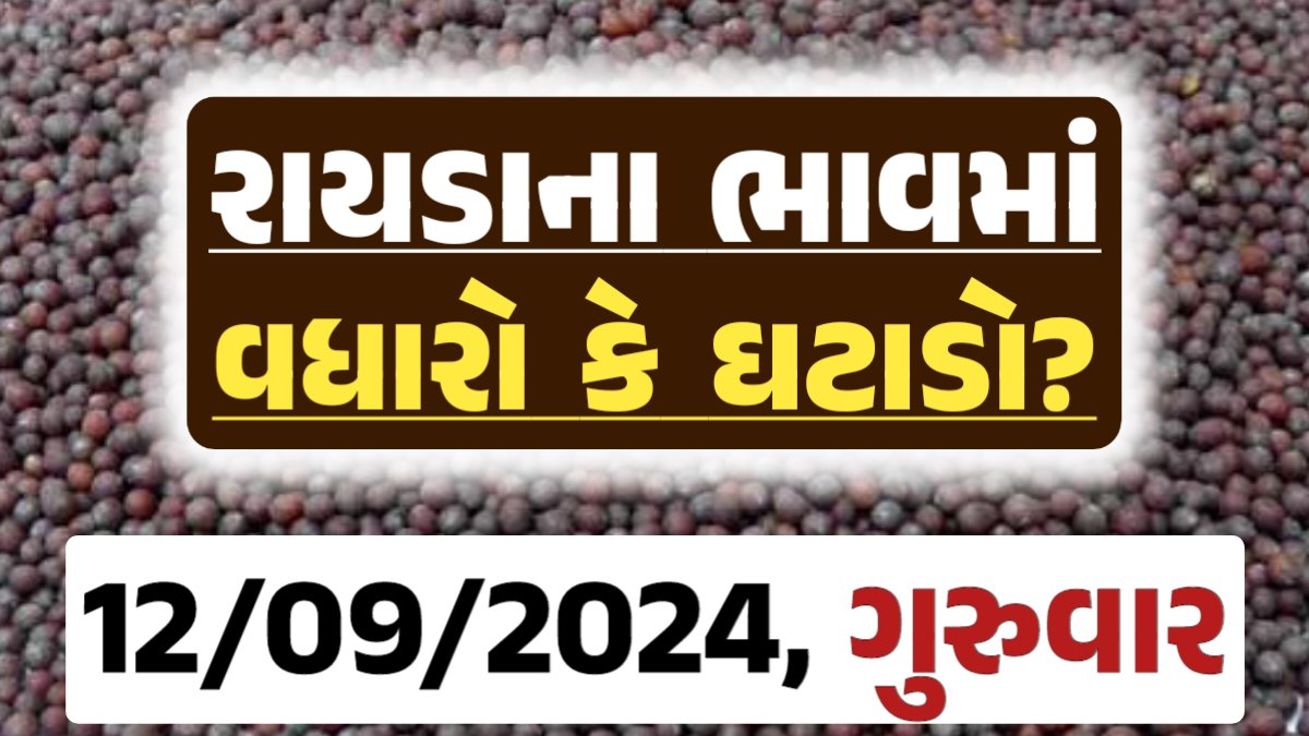 Rayda Price 12-09-2024 આજના રાયડા ના બજાર ભાવ gkmarugujarat.com