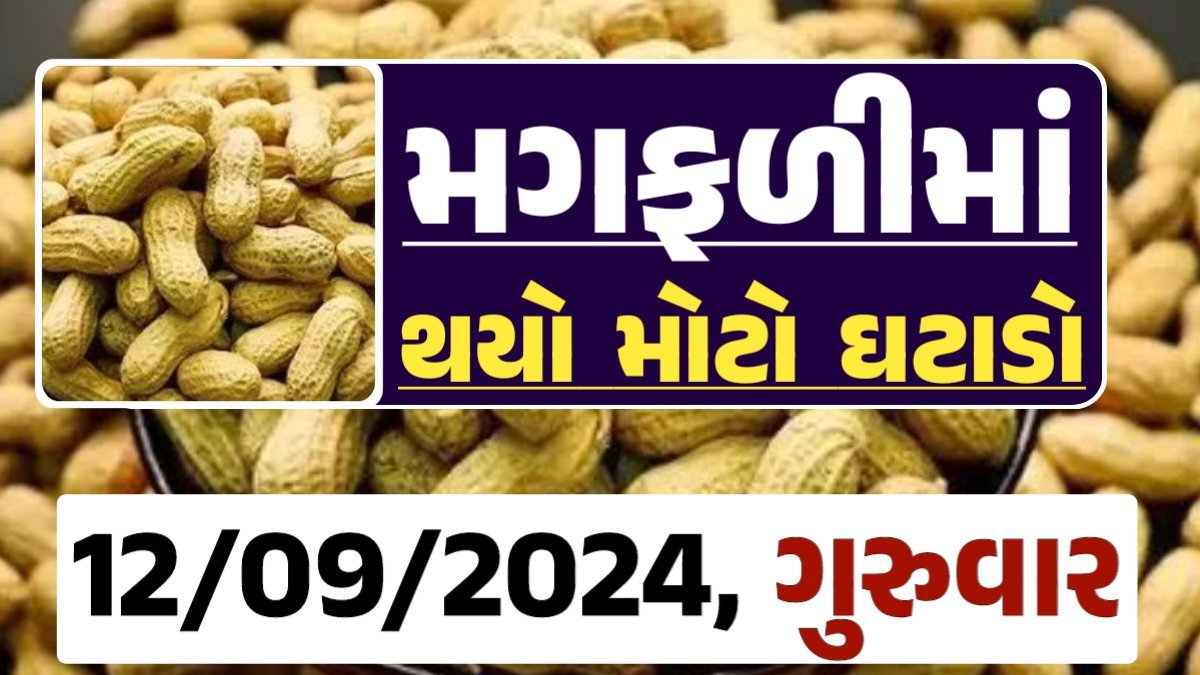 Magfali Price 12-09-2024 જાડી અને જીણી મગફળીના ભાવ Gkmarugujarat.com