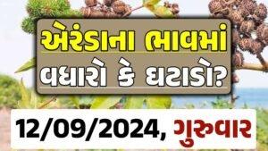 Eranda Price 12-09-2024 આજના એરંડા ના બજાર ભાવ gkmarugujarat.com