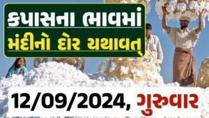 Cotton Price 12-09-2024 કપાસ બજાર ભાવ gkmarugujarat.com