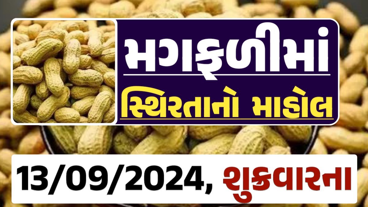 Magfali Price 13-09-2024 જાડી અને જીણી મગફળીના ભાવ Gkmarugujarat.com