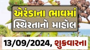 Eranda Price 13-09-2024 આજના એરંડા ના બજાર ભાવ gkmarugujarat.com