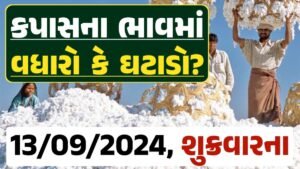 Cotton Price 13-09-2024 કપાસ બજાર ભાવ gkmarugujarat.com