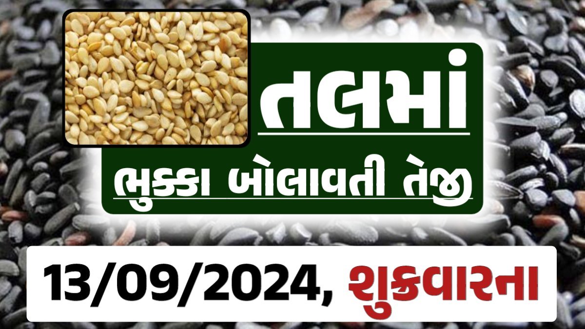 Tal price 13-09-2024 આજના સફેદ અને કાળા તલ ના બજાર ભાવ Gkmarugujarat.com