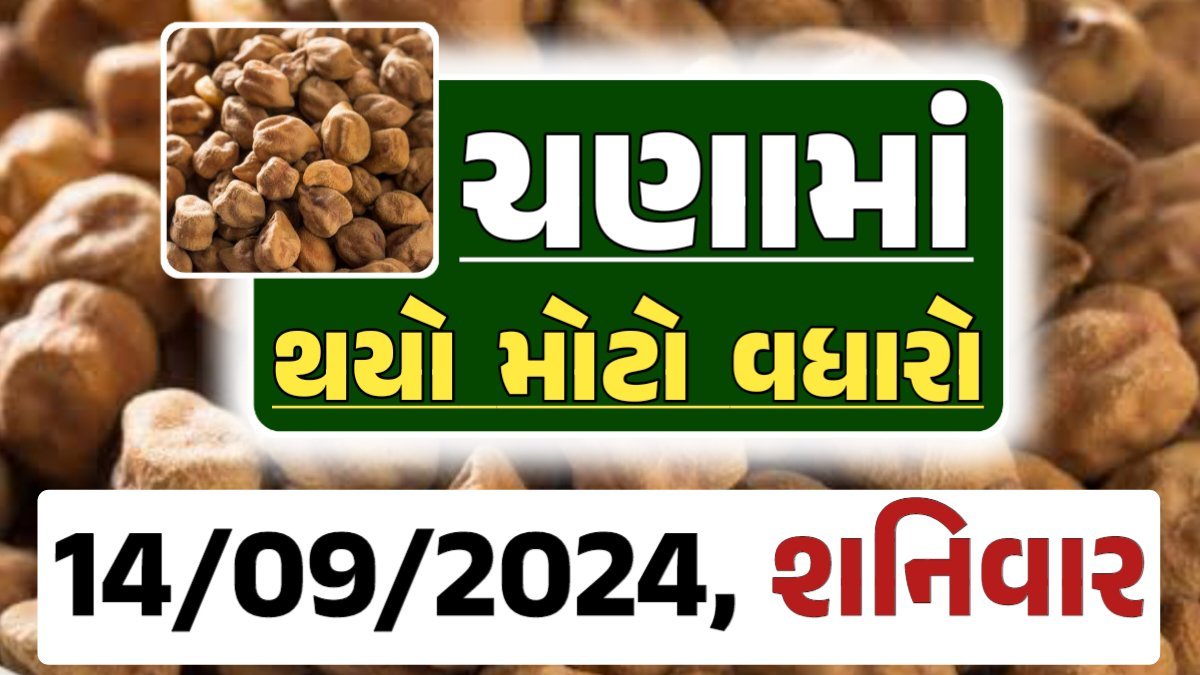 Chana Price 14-09-2024 આજના ચણા ના બજાર ભાવ gkmarugujarat.com