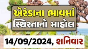 Eranda Price 14-09-2024 આજના એરંડા ના બજાર ભાવ gkmarugujarat.com