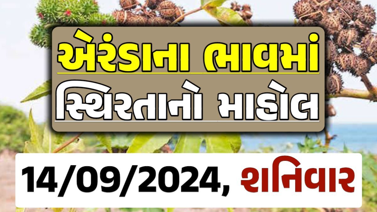 Eranda Price 14-09-2024 આજના એરંડા ના બજાર ભાવ gkmarugujarat.com