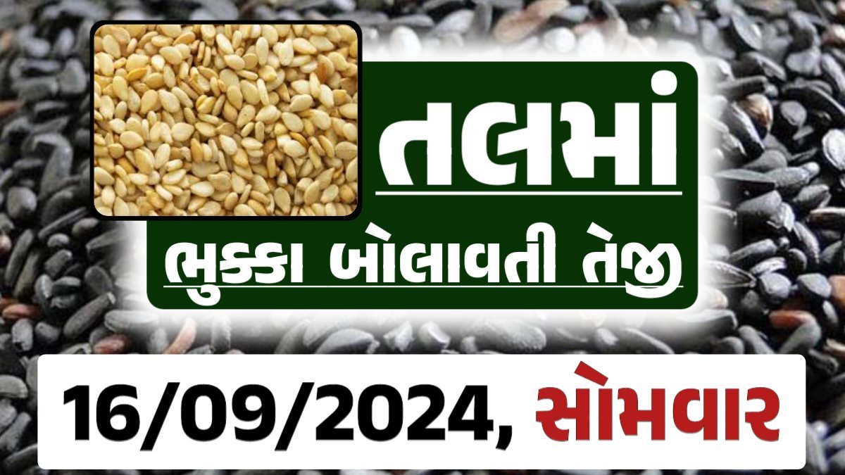 Tal price 16-09-2024 આજના સફેદ અને કાળા તલ ના બજાર ભાવ Gkmarugujarat.com