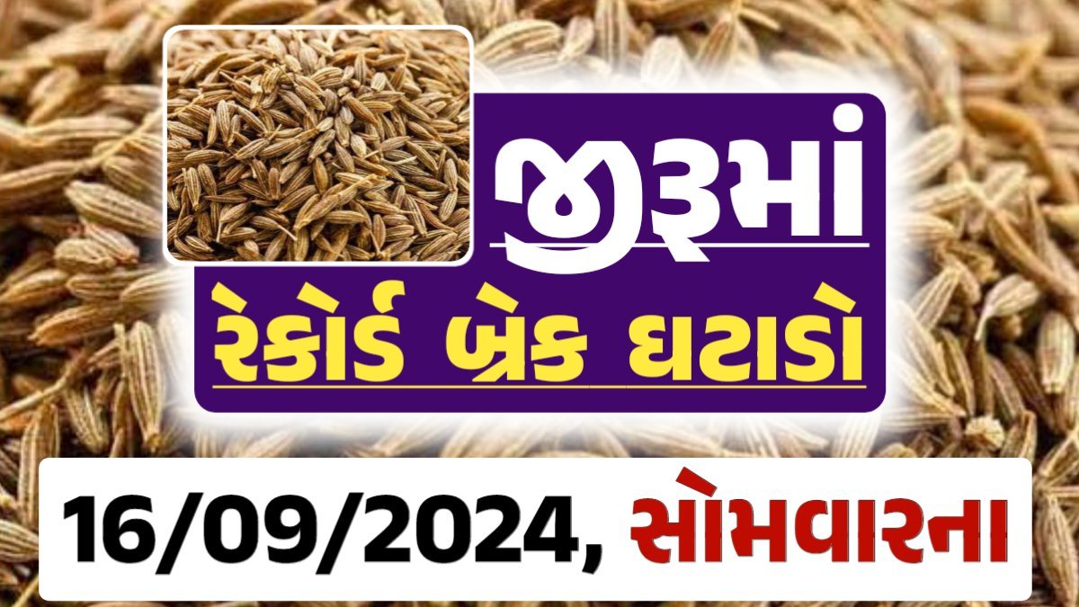 jiru Price 16-09-2024 આજના જીરૂ ના બજાર ભાવ gkmarugujarat.com