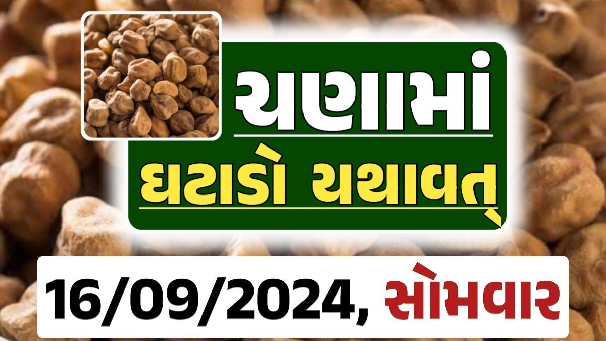 Chana Price 16-09-2024 આજના ચણા ના બજાર ભાવ gkmarugujarat.com