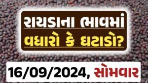 Rayda Price 16-09-2024 આજના રાયડા ના બજાર ભાવ gkmarugujarat.com