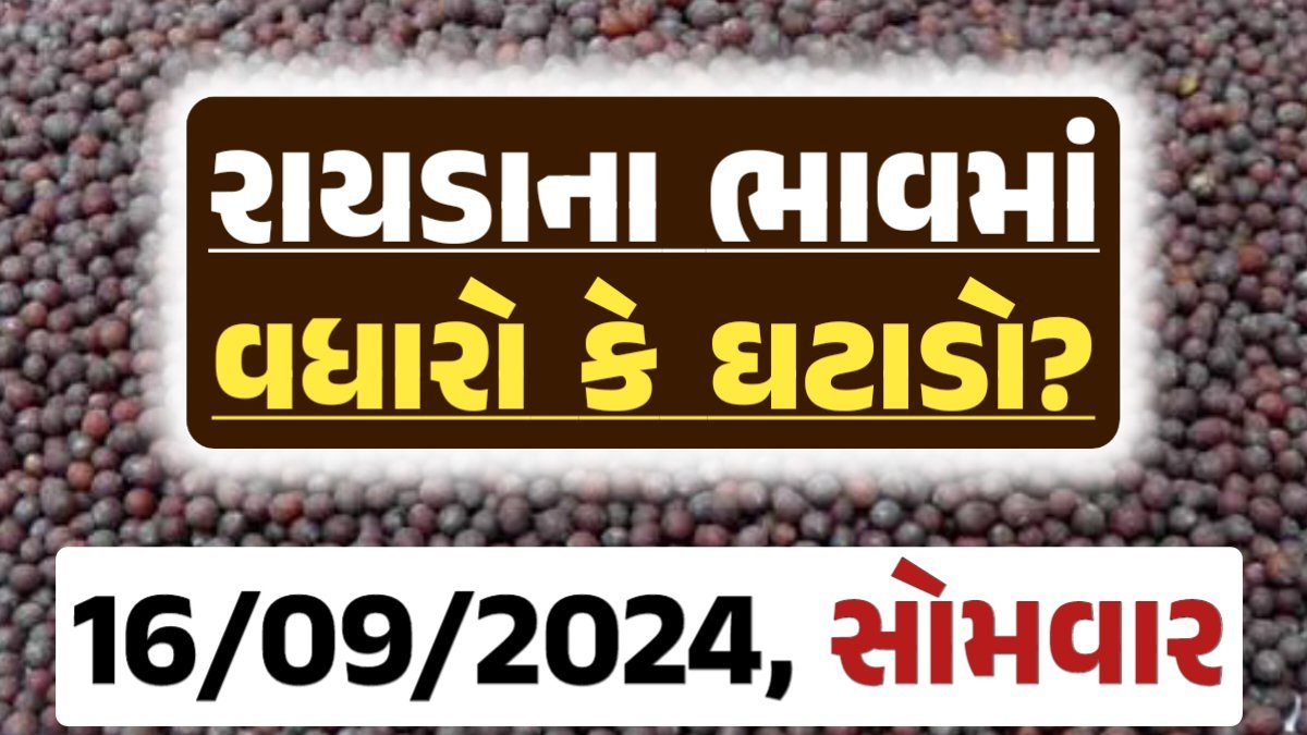 Rayda Price 16-09-2024 આજના રાયડા ના બજાર ભાવ gkmarugujarat.com