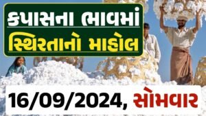 Cotton Price 16-09-2024 કપાસ બજાર ભાવ gkmarugujarat.com