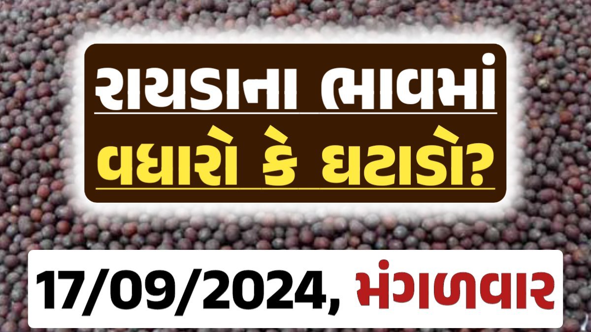 Rayda Price 17-09-2024 આજના રાયડા ના બજાર ભાવ gkmarugujarat.com