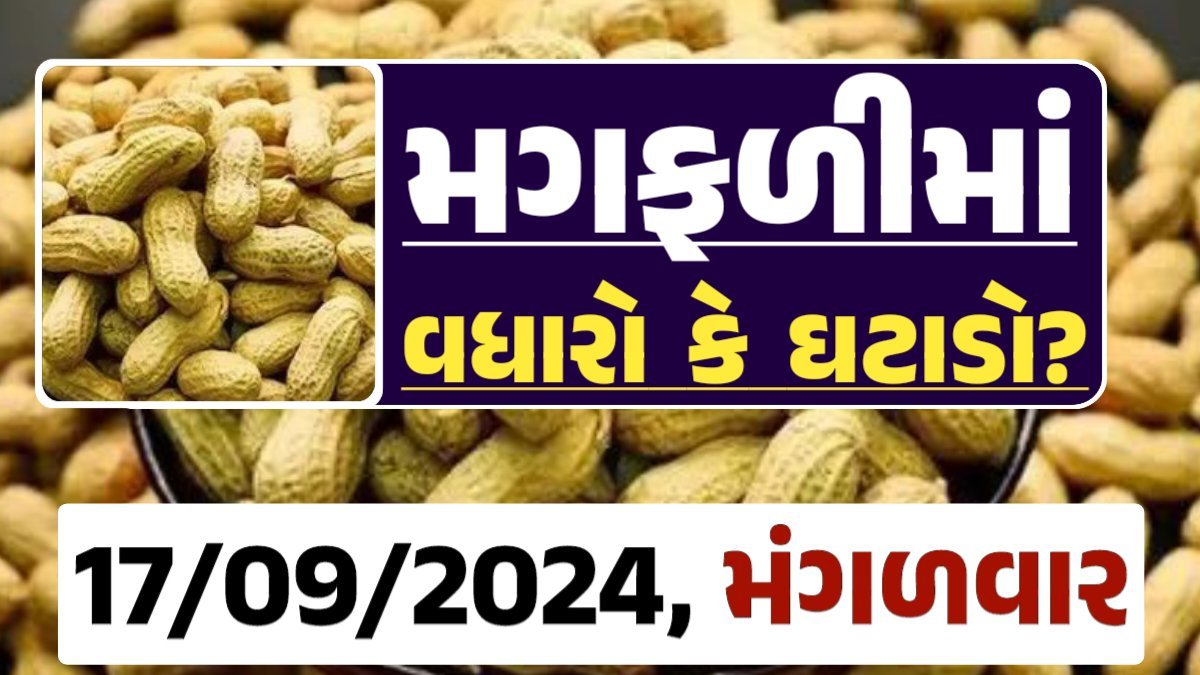 Magfali Price ૧૭-09-2024 જાડી અને જીણી મગફળીના ભાવ Gkmarugujarat.com