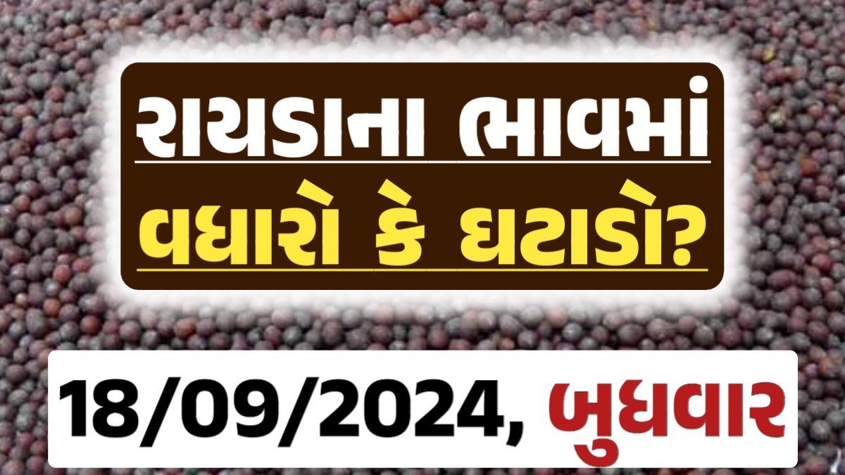 Rayda Price 18-09-2024 આજના રાયડા ના બજાર ભાવ gkmarugujarat.com