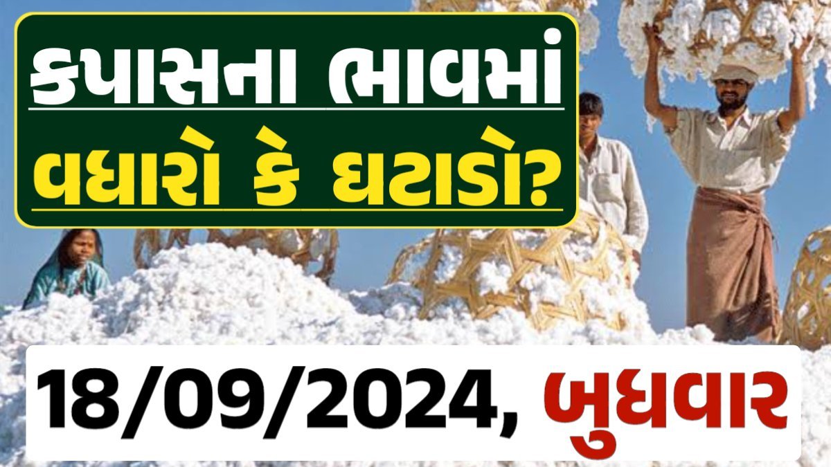 Cotton Price 18-09-2024 કપાસ બજાર ભાવ gkmarugujarat.com