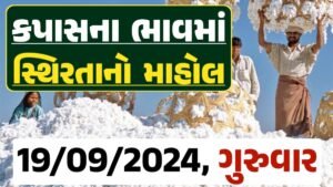 Cotton Price 19-09-2024 કપાસ બજાર ભાવ gkmarugujarat.com