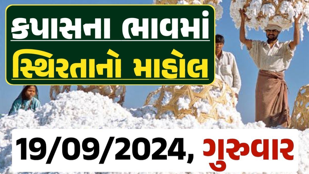 Cotton Price 19-09-2024 કપાસ બજાર ભાવ gkmarugujarat.com