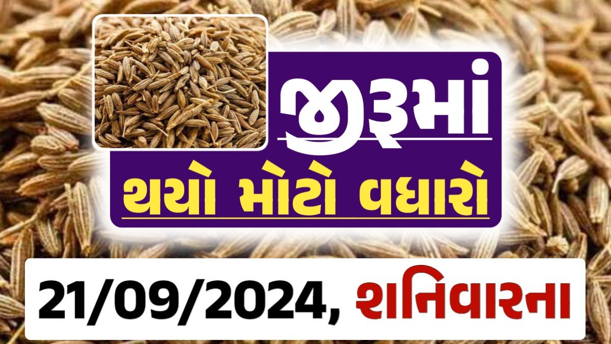 jiru Price 21-09-2024 આજના જીરૂ ના બજાર ભાવ gkmarugujarat.com