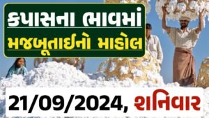 Cotton Price 21-09-2024 કપાસ બજાર ભાવ gkmarugujarat.com