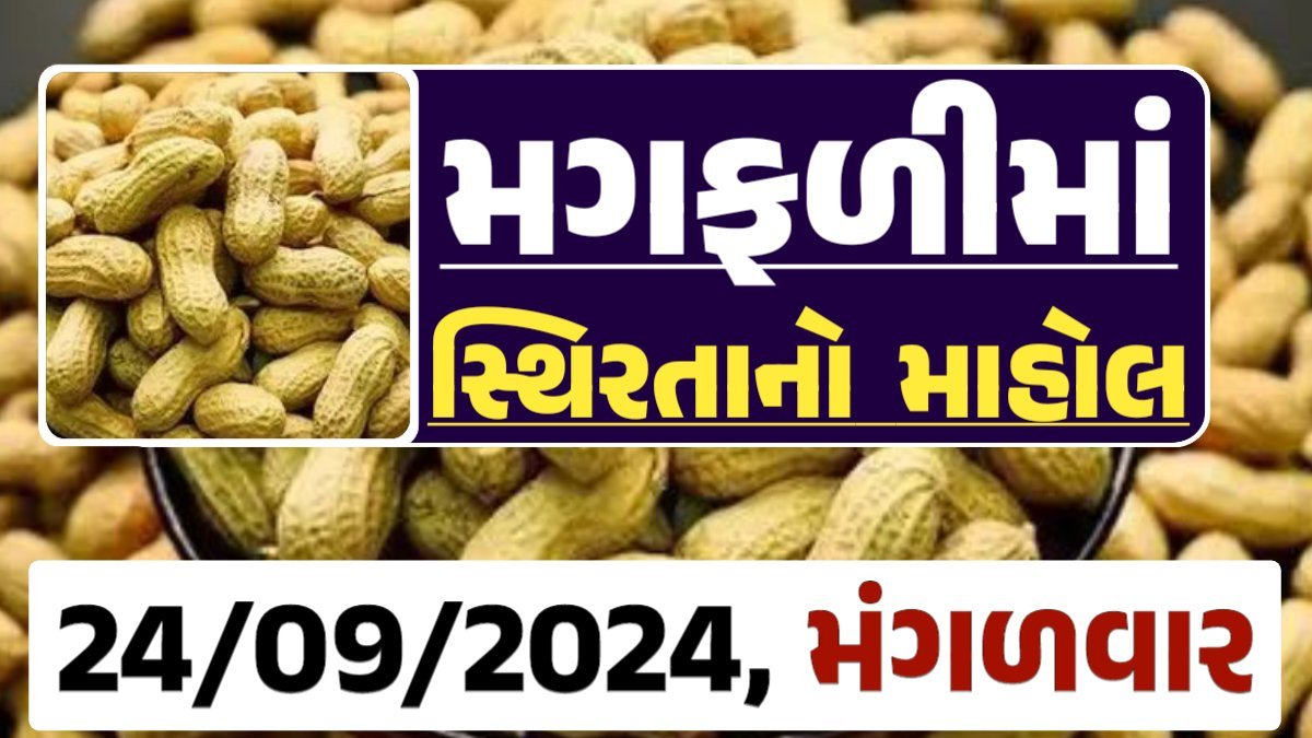 Magfali Price 24-09-2024 જાડી અને જીણી મગફળીના ભાવ Gkmarugujarat.com