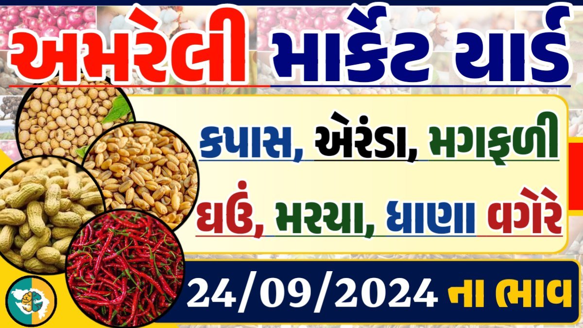 Amreli Apmc Rate 24-09-2024 આજના અમરેલી માર્કેટ બજાર ભાવ Gkmarugujarat.com