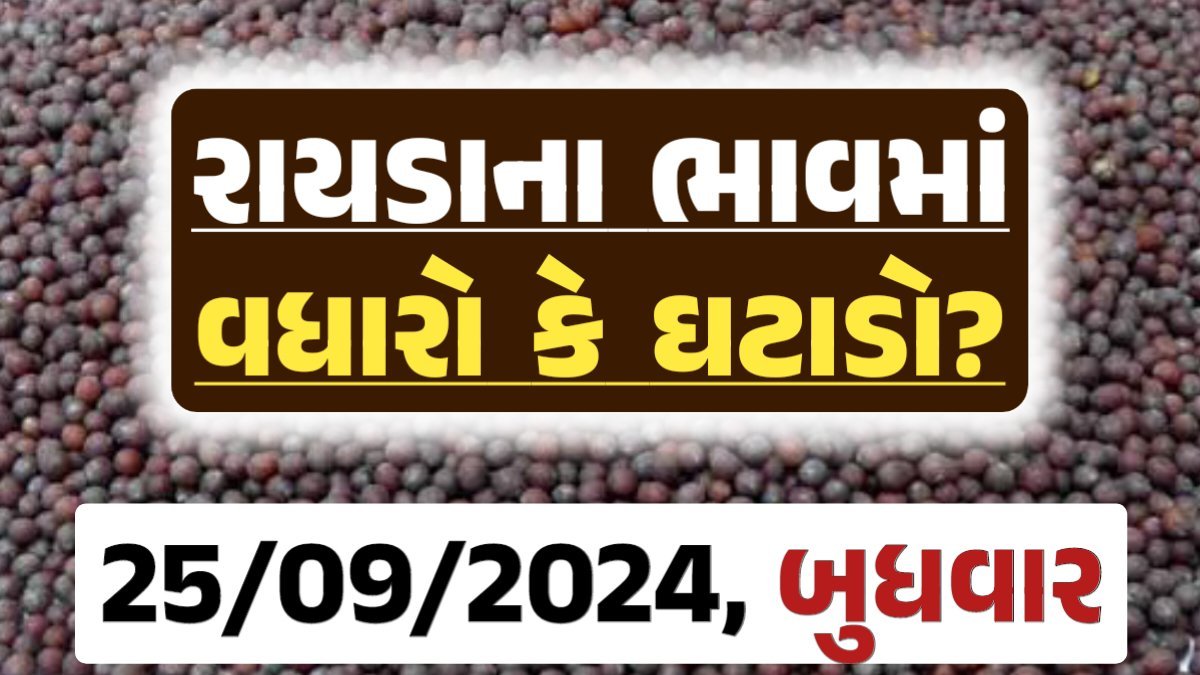 Rayda Price 25-09-2024 આજના રાયડા ના બજાર ભાવ gkmarugujarat.com