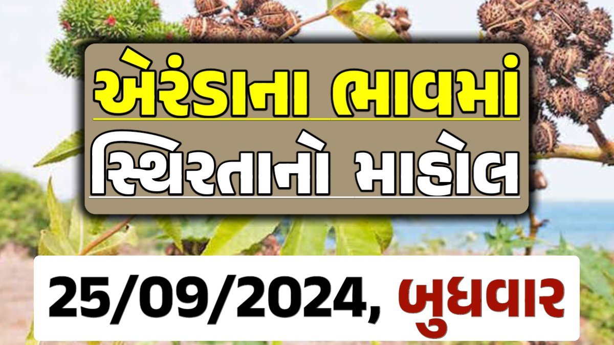 Eranda Price 25-09-2024 આજના એરંડા ના બજાર ભાવ gkmarugujarat.com