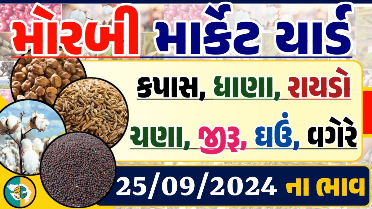 Morbi Apmc Rate 25-09-2024 આજના મોરબી માર્કેટના બજાર ભાવ Gkmarugujarat.com