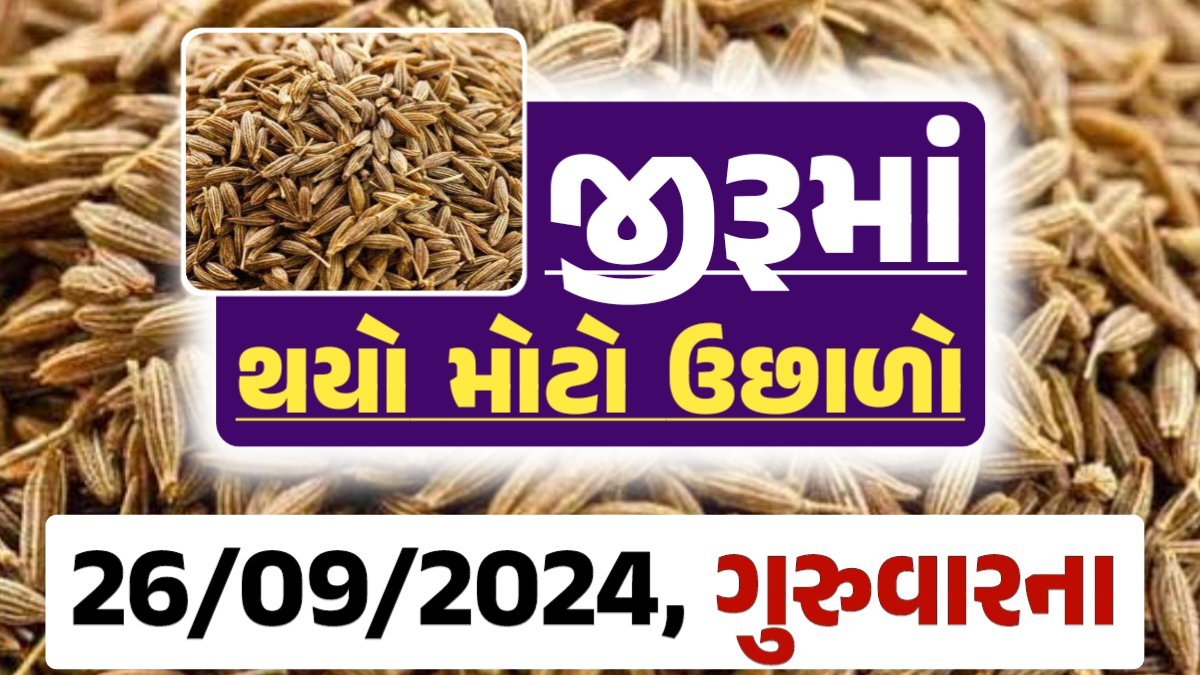 jiru Price 26-09-2024 આજના જીરૂ ના બજાર ભાવ gkmarugujarat.com