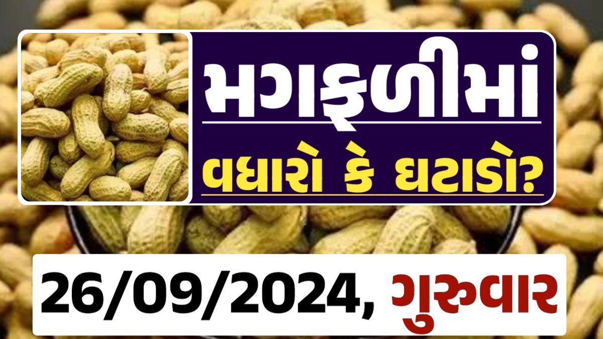 Magfali Price 26-09-2024 જાડી અને જીણી મગફળીના ભાવ Gkmarugujarat.com