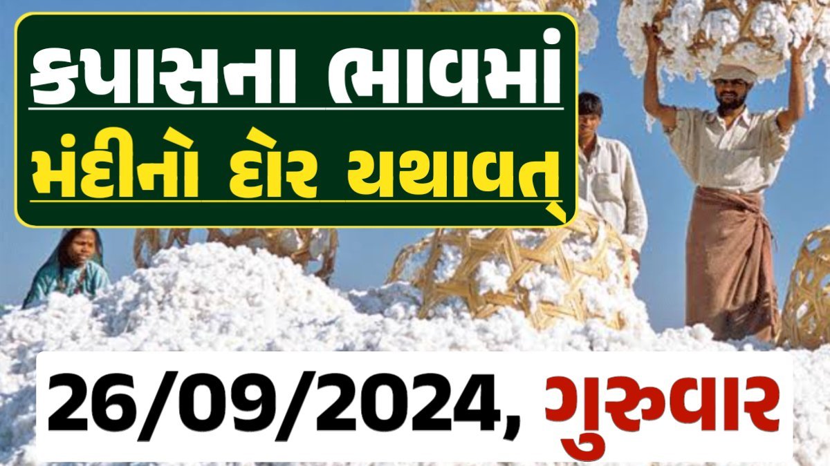 Cotton Price 26-09-2024 કપાસ બજાર ભાવ gkmarugujarat.com