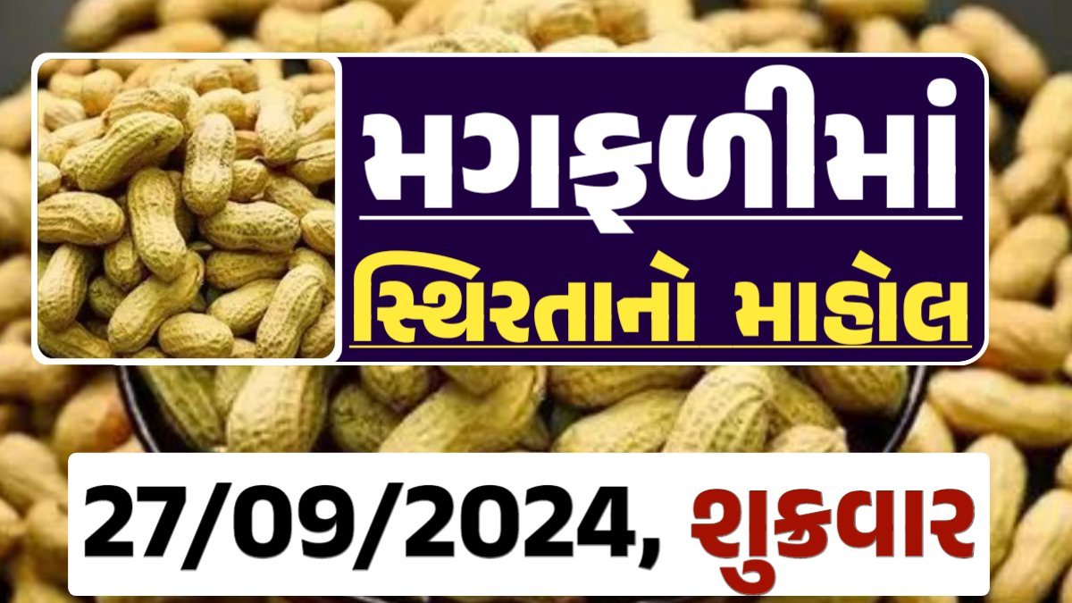 Magfali Price 27-09-2024 જાડી અને જીણી મગફળીના ભાવ Gkmarugujarat.com