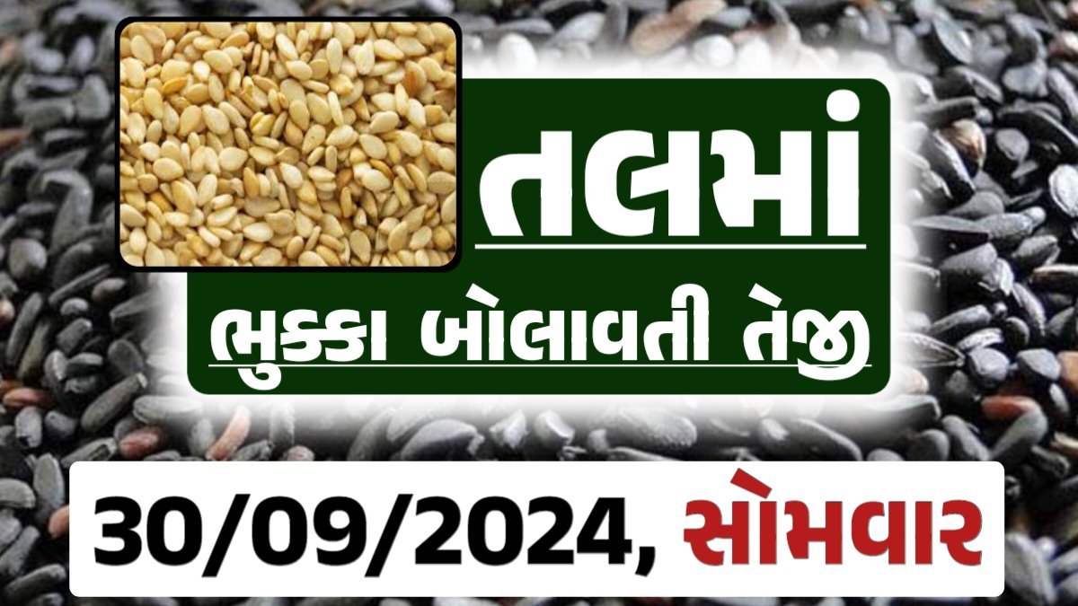 Tal price 30-09-2024 આજના સફેદ અને કાળા તલ ના બજાર ભાવ Gkmarugujarat.com