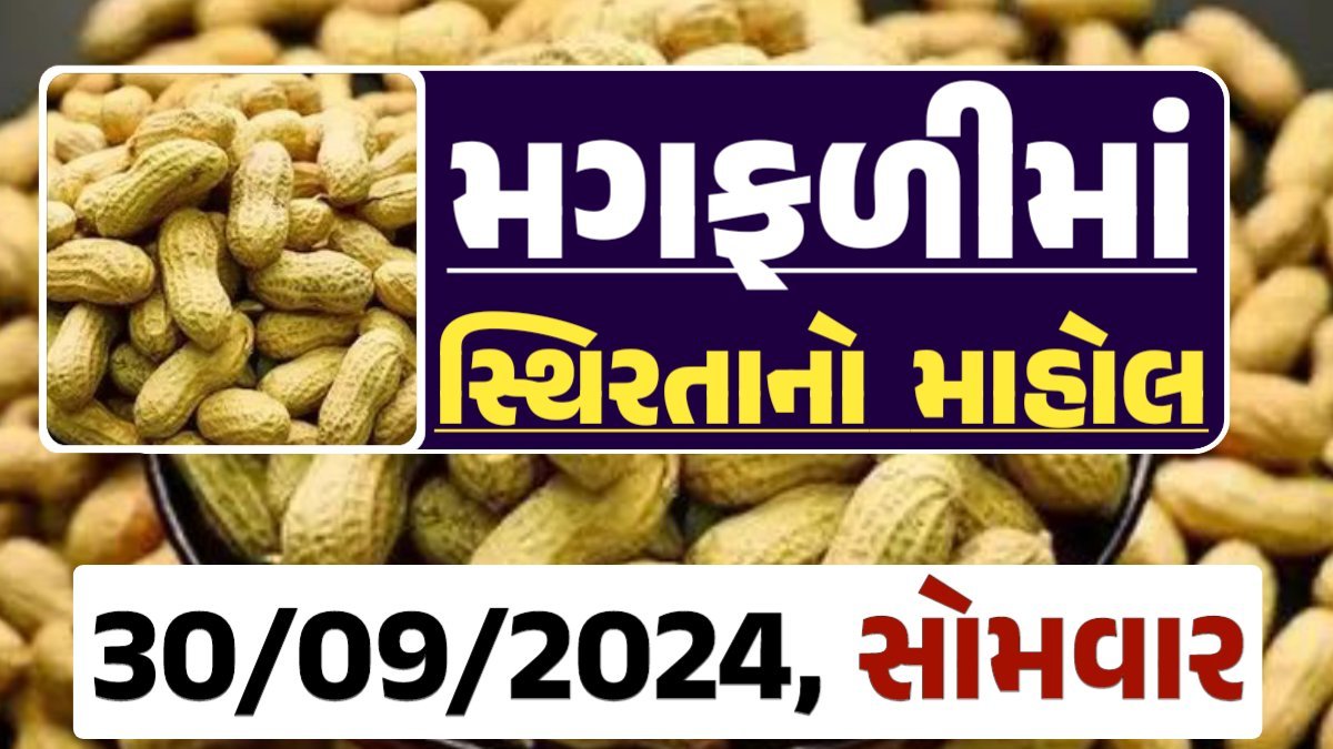 Magfali Price 30-09-2024 જાડી અને જીણી મગફળીના ભાવ Gkmarugujarat.com