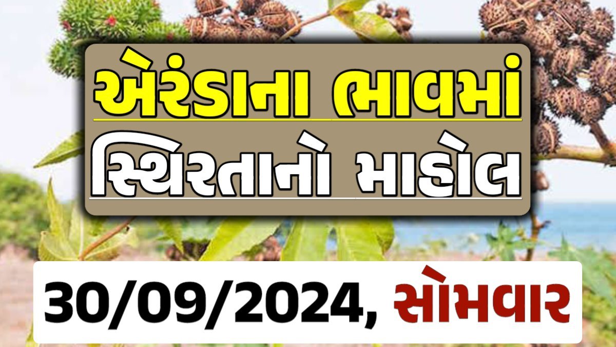 Eranda Price 30-09-2024 આજના એરંડા ના બજાર ભાવ gkmarugujarat.com