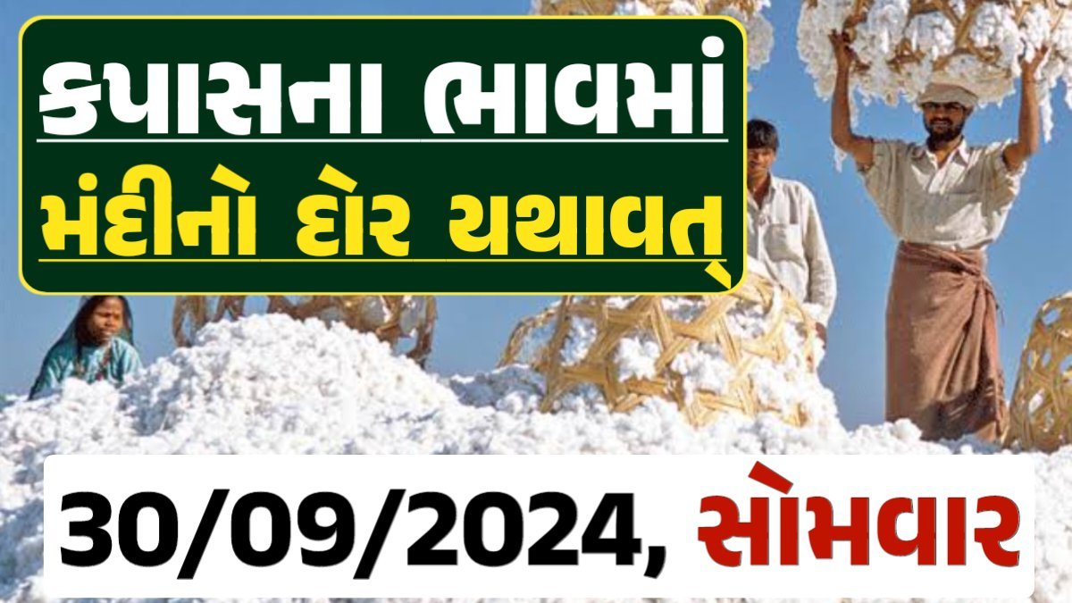 Cotton Price 30-09-2024 કપાસ બજાર ભાવ gkmarugujarat.com