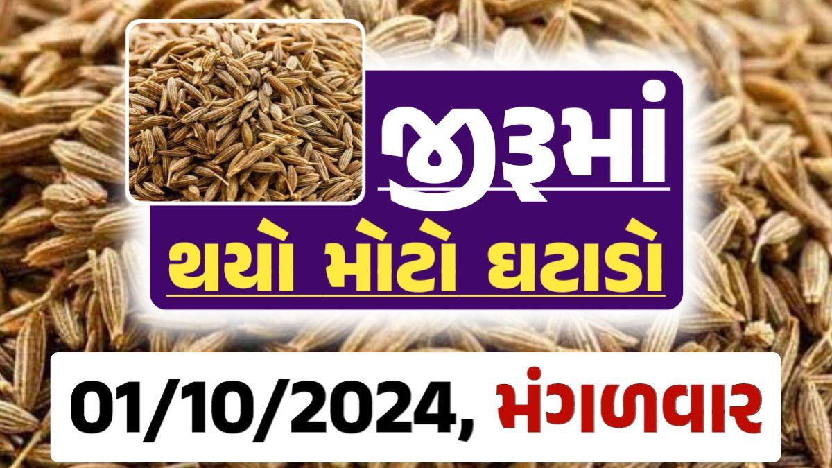 jiru Price 01-10-2024 આજના જીરૂ ના બજાર ભાવ gkmarugujarat.com