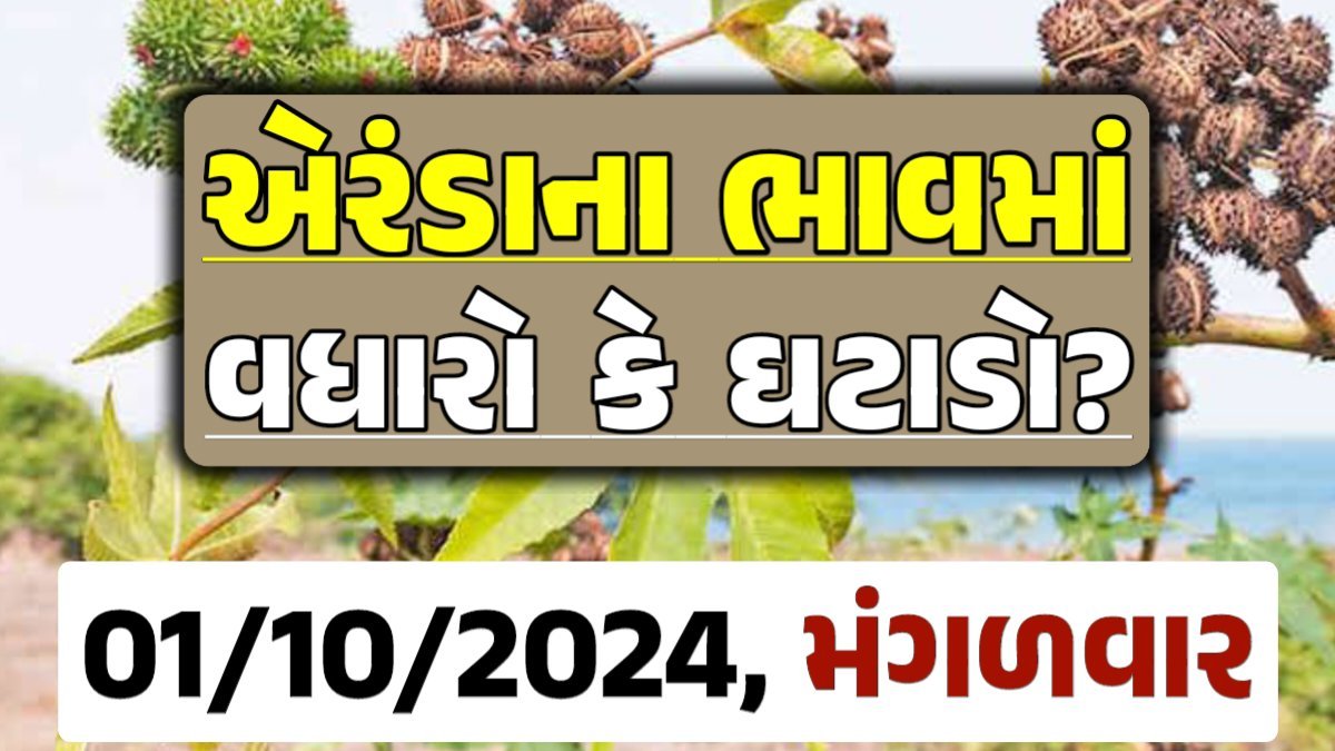 Eranda Price 01-10-2024 આજના એરંડા ના બજાર ભાવ gkmarugujarat.com