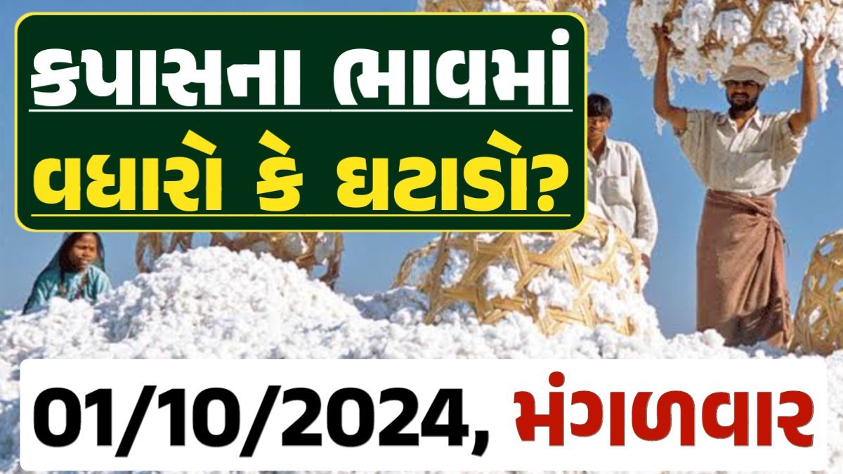 Cotton Price 01-10-2024 કપાસ બજાર ભાવ gkmarugujarat.com