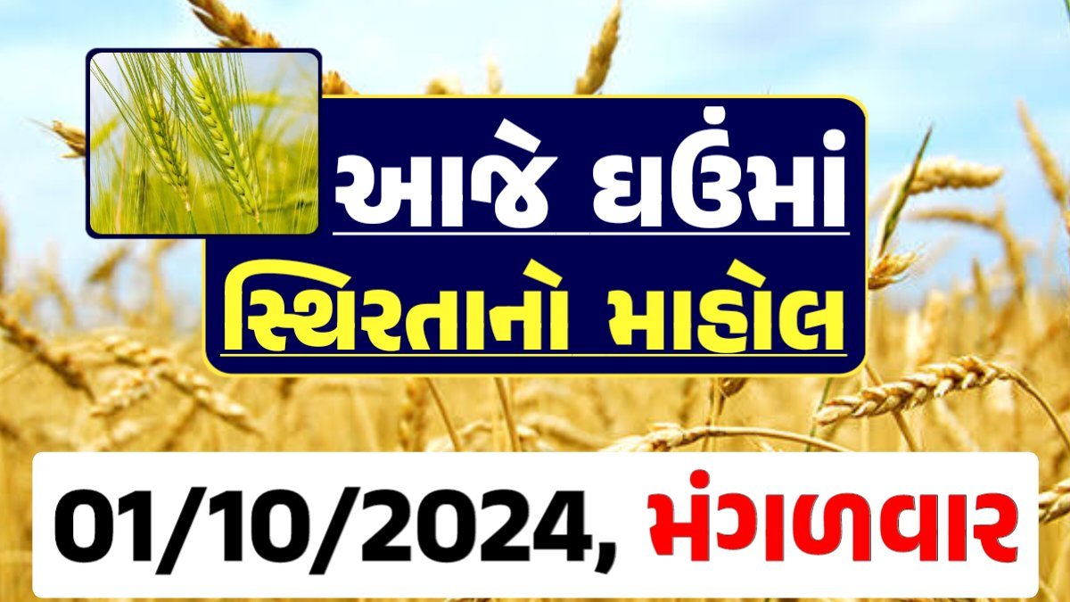 Ghau Price 01-10-2024 આજના લોકવન અને ટુકડા ઘઉં ના બજાર ભાવ gkmarugujarat.com