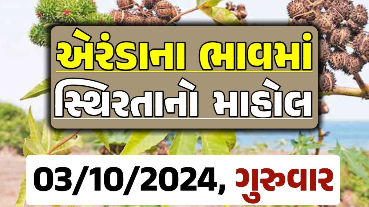 Eranda Price 03-10-2024 આજના એરંડા ના બજાર ભાવ gkmarugujarat.com