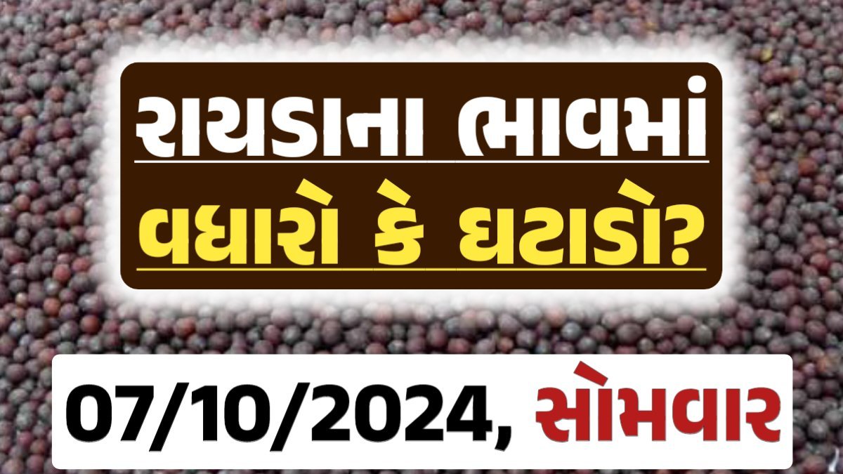 Rayda Price 07-10-2024 આજના રાયડા ના બજાર ભાવ gkmarugujarat.com