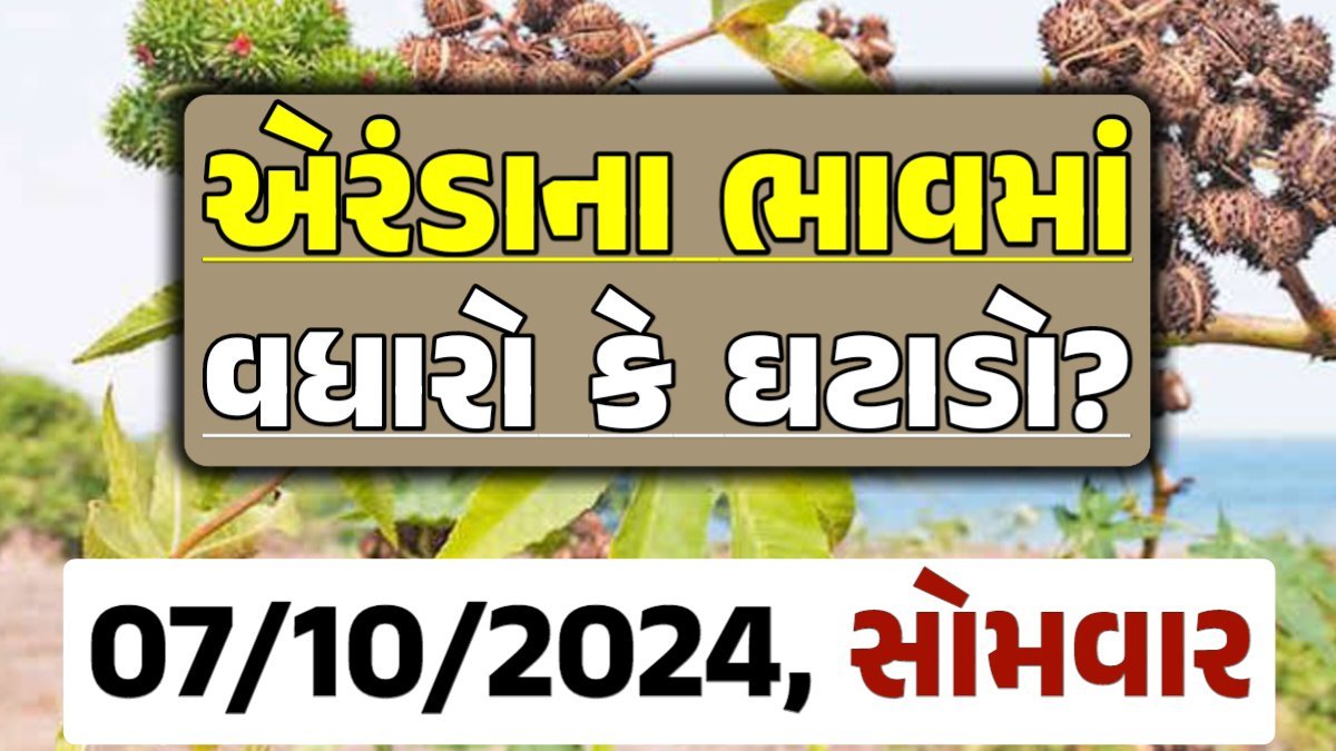 Eranda Price 07-10-2024 આજના એરંડા ના બજાર ભાવ gkmarugujarat.com