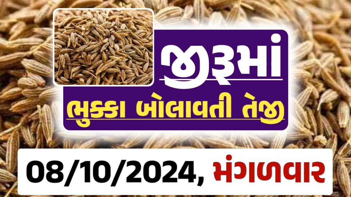 jiru Price 08-10-2024 આજના જીરૂ ના બજાર ભાવ gkmarugujarat.com