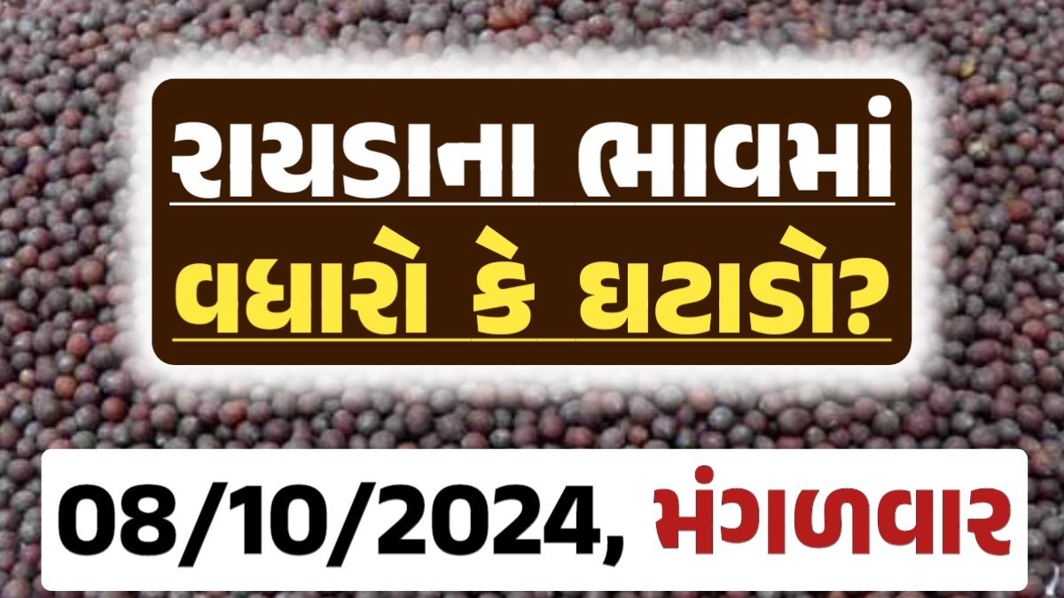 Rayda Price 08-10-2024 આજના રાયડા ના બજાર ભાવ gkmarugujarat.com